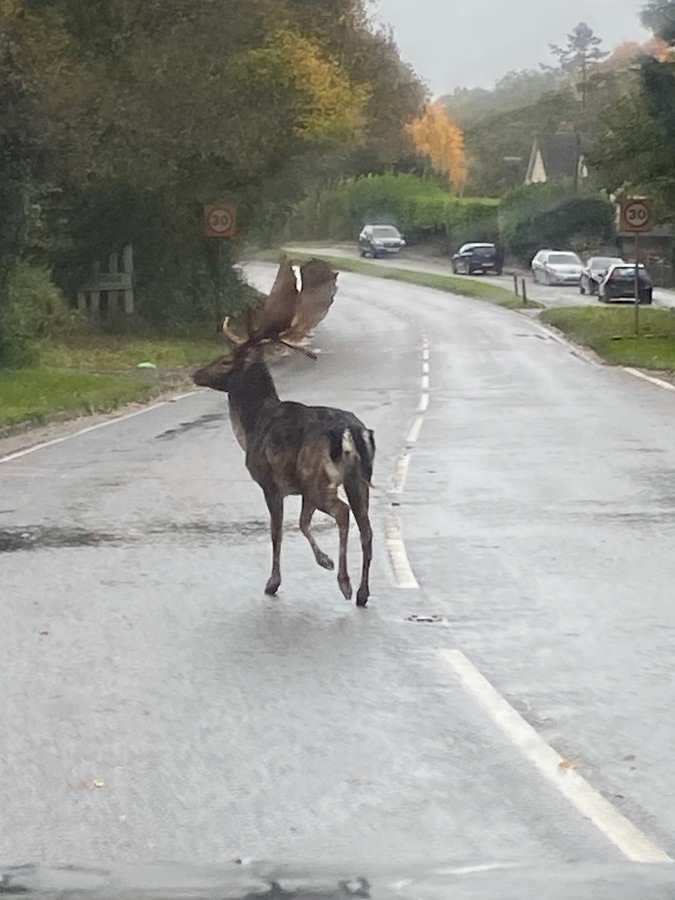 Stag Crossing Road, Brook